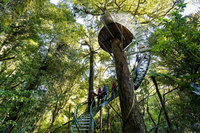 Ziplining Forest Experience - The Ultimate Canopy Tour Rotorua - The Itinerary and What to Expect