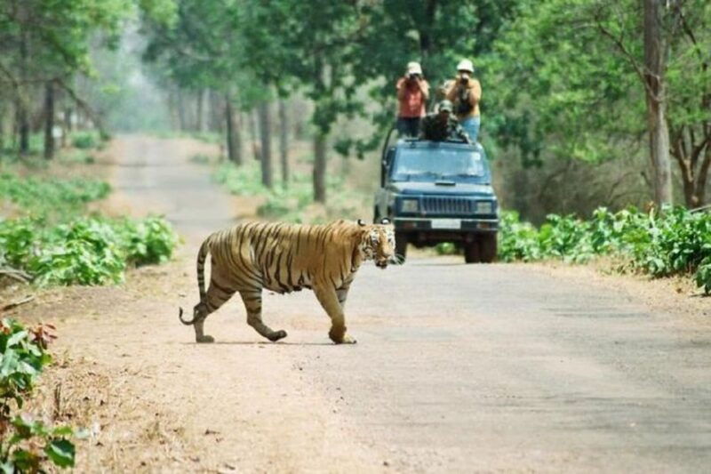 3-day-chitwan-jungle-safari-adventure-from-kathmandu-pokhara