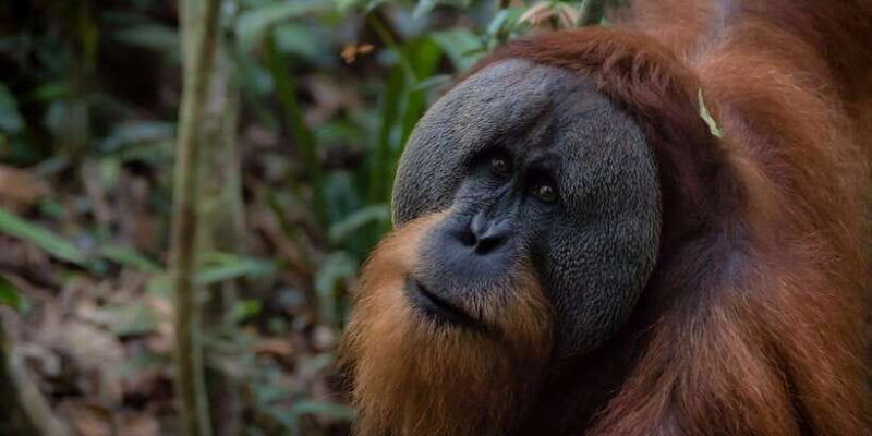 3-days-2-nights-orangutan-trek-bukit-lawang