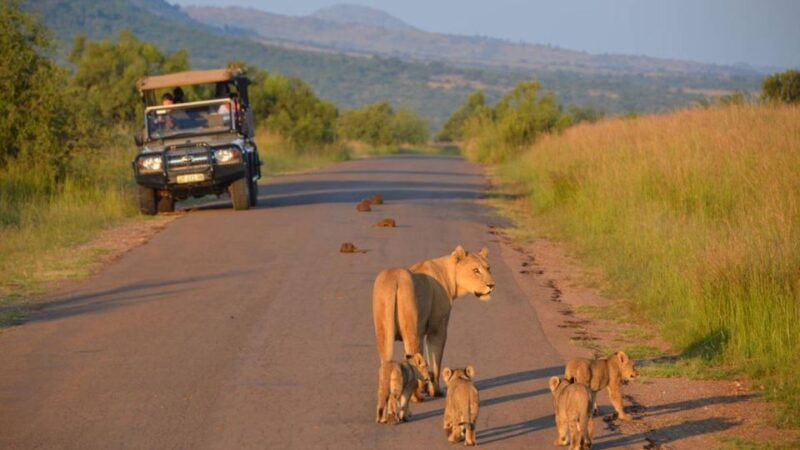 3-hour-shared-game-drive-in-pilanesberg-national-park