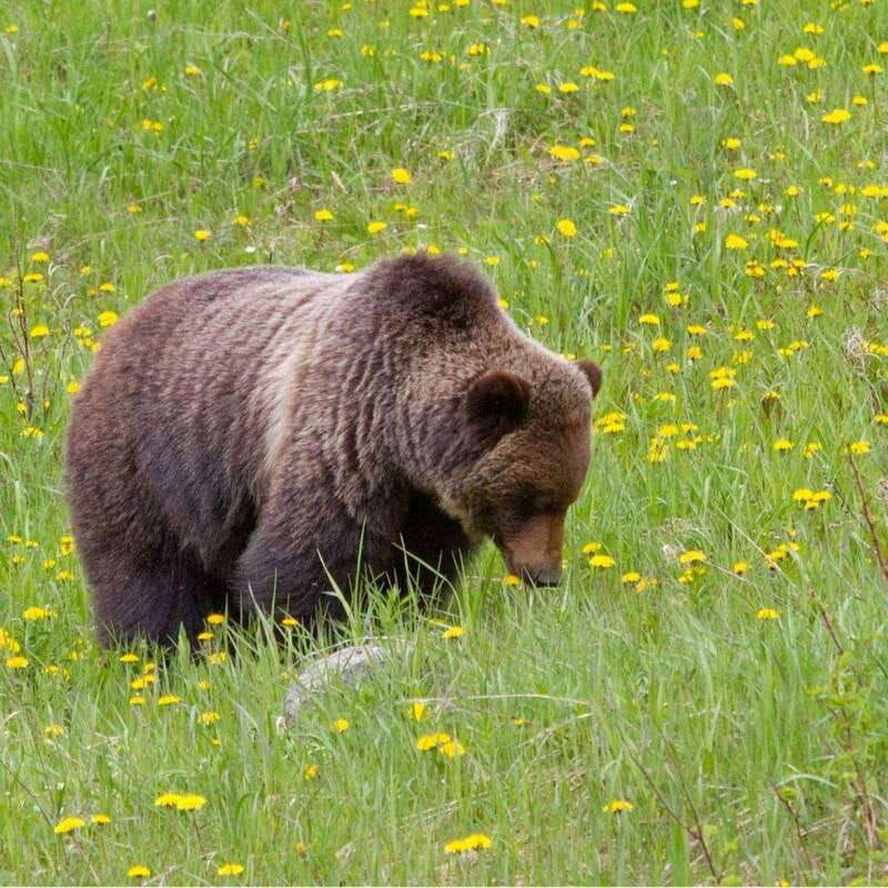 2-day-banff-lake-louise-moraine-emerald-yoho-n-p-tour