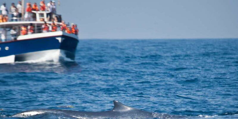 2-day-whale-watching-southern-sri-lanka-tour
