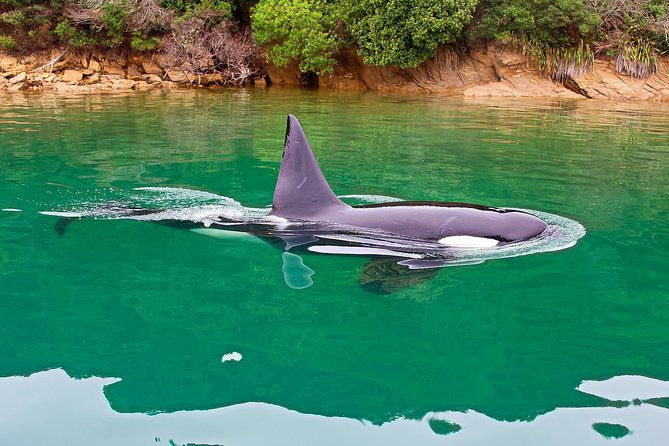 2 hour Dolphin Viewing Eco-Tour from Picton - Who Will Love This Tour?