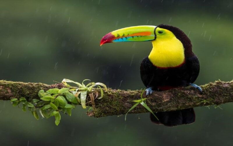 3-day-chitwan-jungle-safari-adventure-from-kathmandu-pokhara