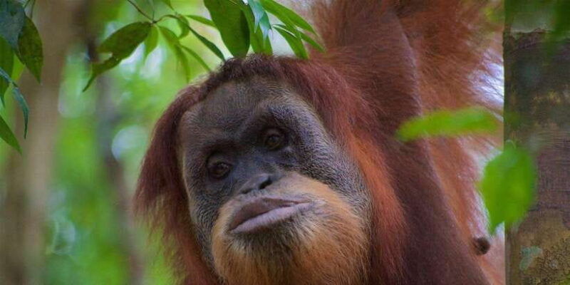 3-days-2-nights-orangutan-trek-bukit-lawang