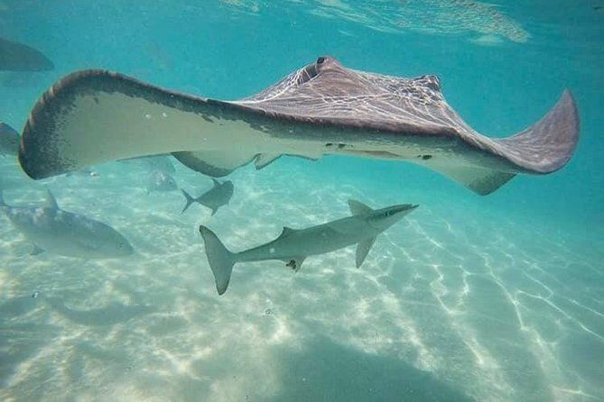 3-hour Lagoon Snorkeling Tour - Private Tour - Final Thoughts