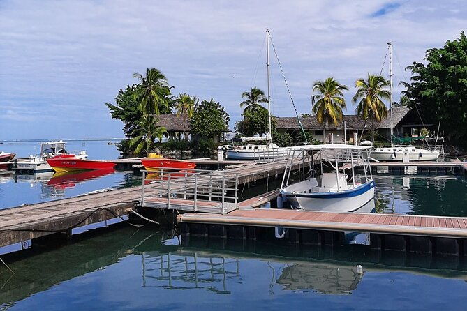 3h dolphin and snorkeling tour in a wild lagoon with Mobydick - What Past Travelers Say