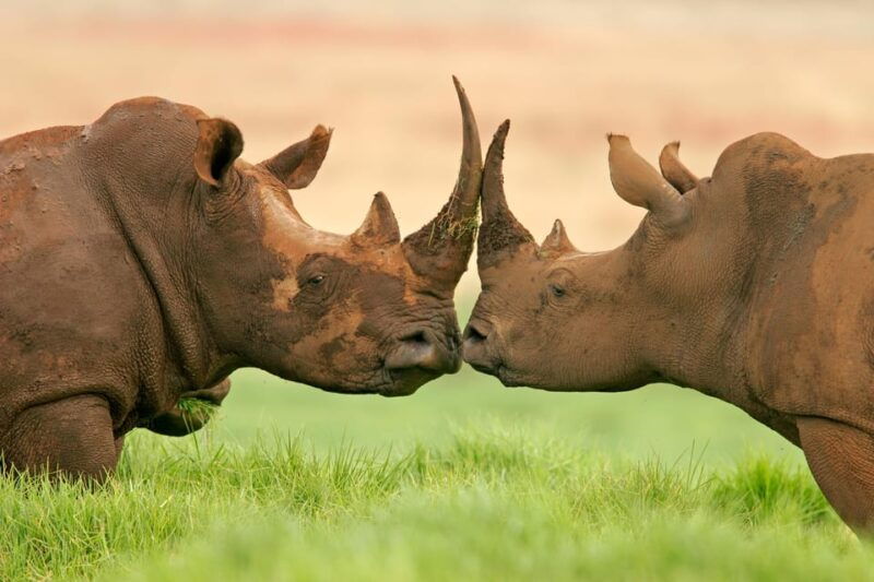 4-day-kruger-katekani-big-5-safari-from-johannesburg
