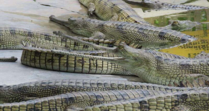 4-days-chitwan-jungle-tour-with-1-night-jungle-tower-stay