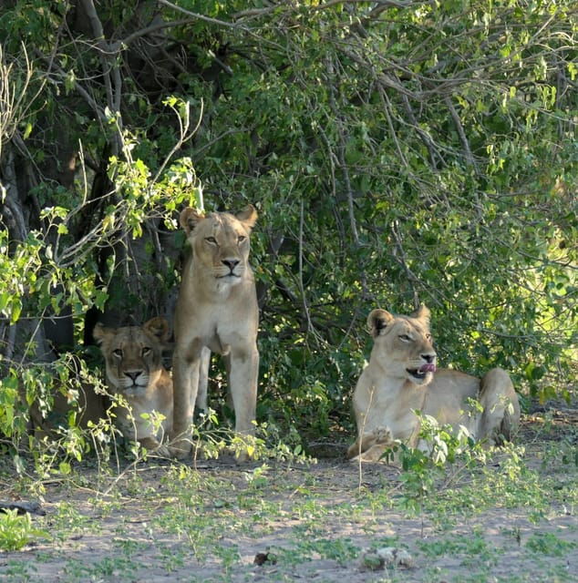 5-days-4-nights-safari-tour-in-madikwe-and-pilanersbeg