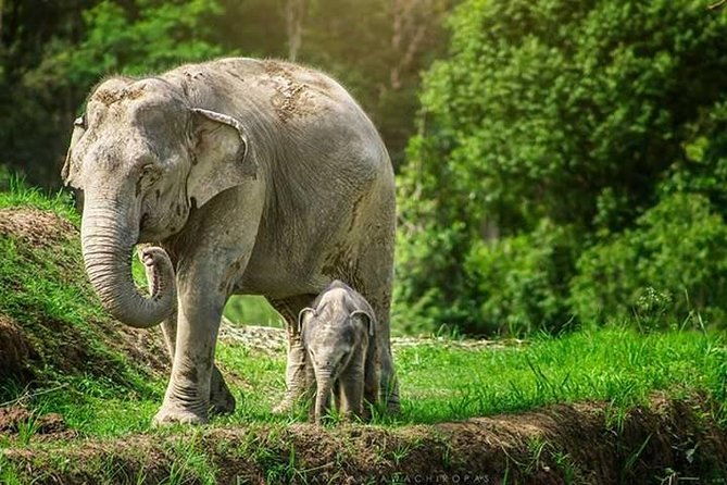 6-Day Northern Thailand Tour: Ayutthaya, Sukhothai, Chiang Mai and Chiang Rai from Bangkok - Who Will Love This Tour?