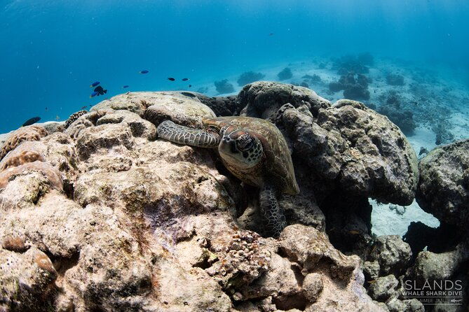 7 Hours Off Peak Whale Shark and Ningaloo Reef Tour in Exmouth - Final Words on the Exmouth Whale Shark and Ningaloo Reef Tour