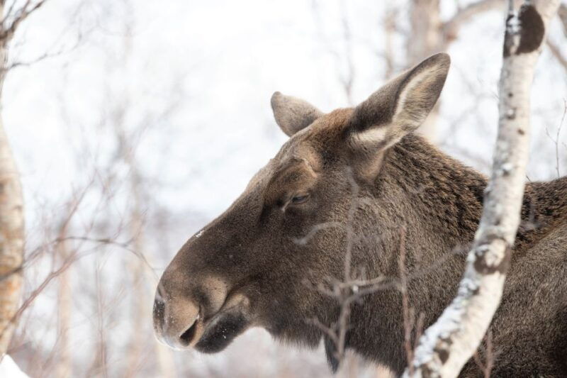 abisko-wilderness-snowshoe-hike