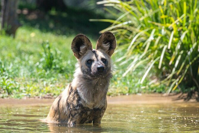 African Wild Dog Experience at Werribee Open Range Zoo - Why This Tour Represents Good Value