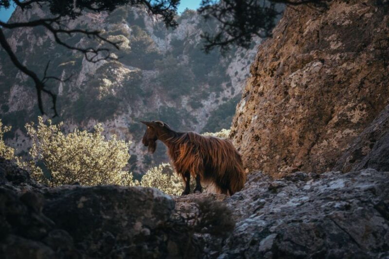agia-galini-matala-imbros-gorge-frangokastelo-day-tour