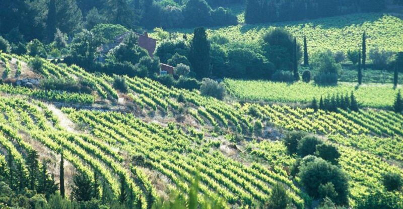 aix-en-provence-half-day-wine-tour-in-bandol-and-cassis