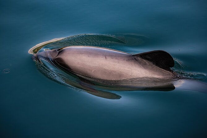 Akaroa Private Day Tour From Christchurch (Carbon Neutral) - Transportation & Comfort
