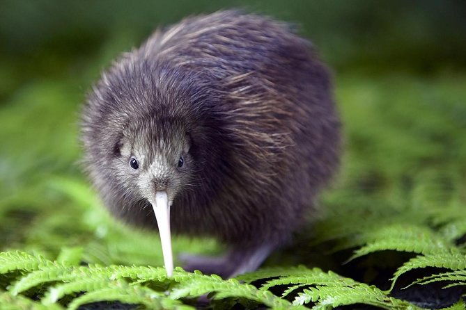 Akaroa Shore Excursion: Banks Peninsula, Christchurch City Tour and Willowbank Wildlife Reserve - Who Is This Tour Best For?