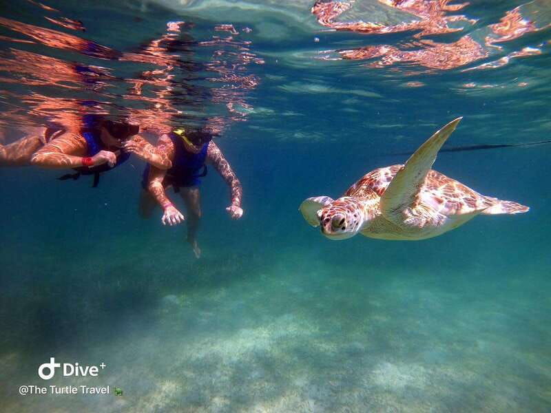 akumal-guided-turtle-snorkeling-tour-and-pictures