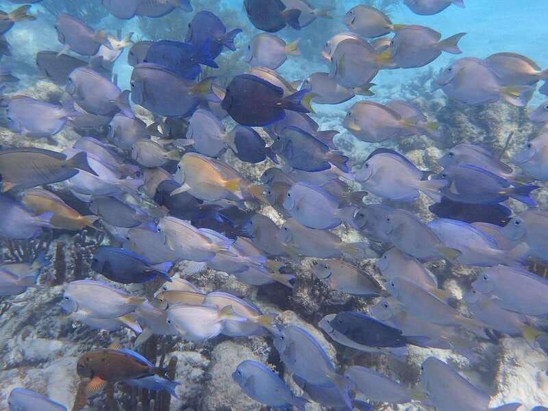 akumal-swimming-with-turtles-tour