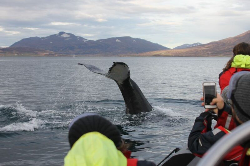 akureyri-2-hour-whale-watching-express-by-rib-speedboat
