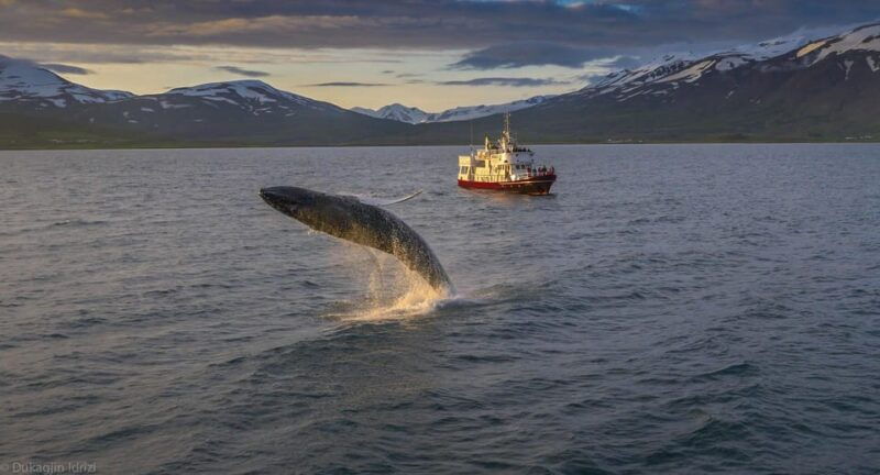 akureyri-3-hour-classic-whale-watching-tour-by-ship