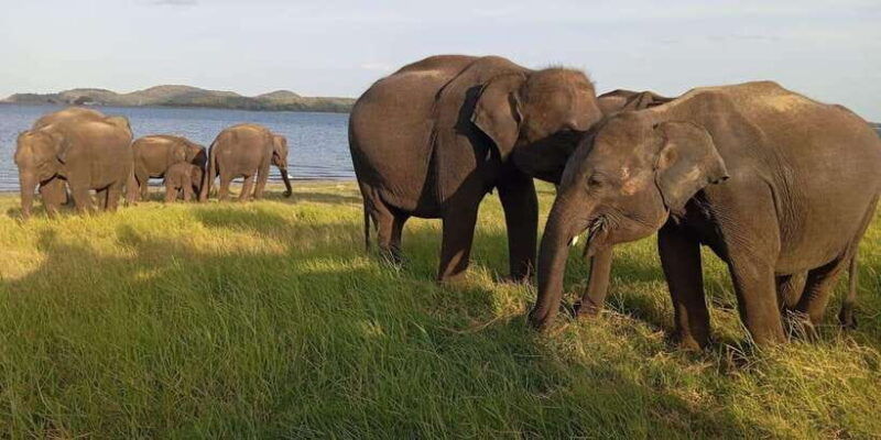 all-inclusive-minneriya-national-park-safari-with-hotel-pick