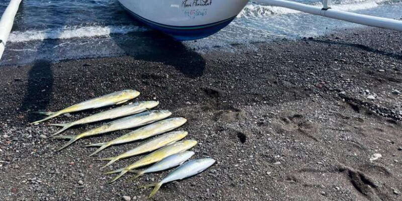 amed-fishing-trip-hook-a-mahi-mahi-tuna-gt-or-wahoo