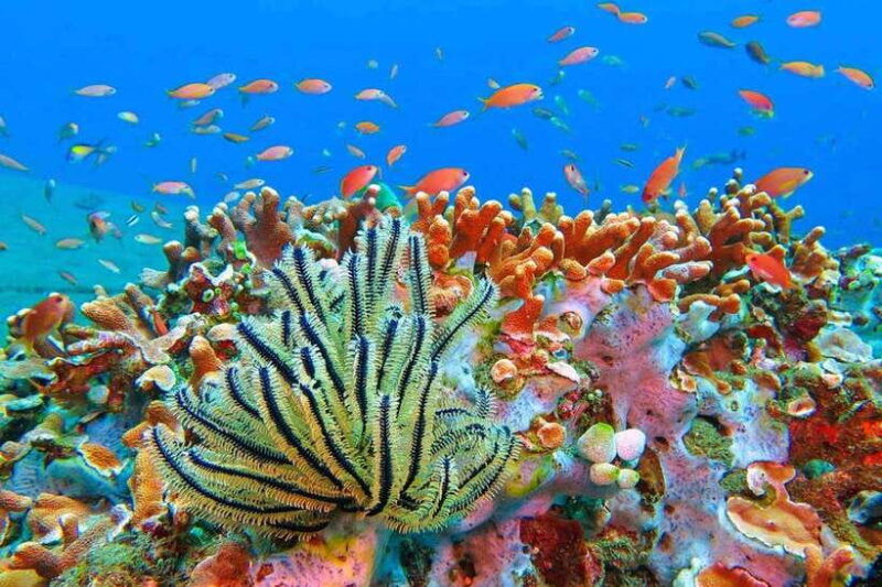 amed-snorkeling-tour-with-japanese-shipwreck-and-coral