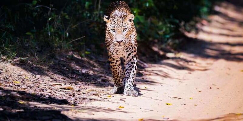 anuradhapura-full-day-wilpattu-national-park-private-safari