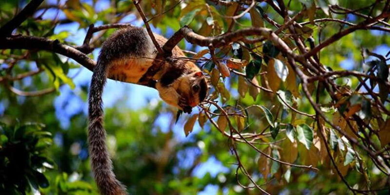 anuradhapura-wilpattu-national-park-day-trip-with-entrance