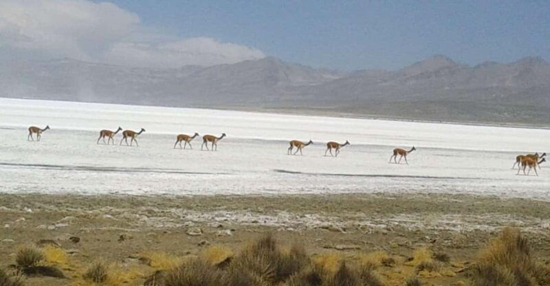 arequipa-salinas-lagoon-laguna-de-salinas-salt-lake