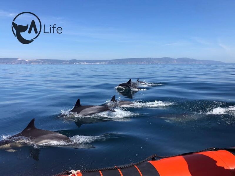 arrabida-sesimbra-dolphin-watching