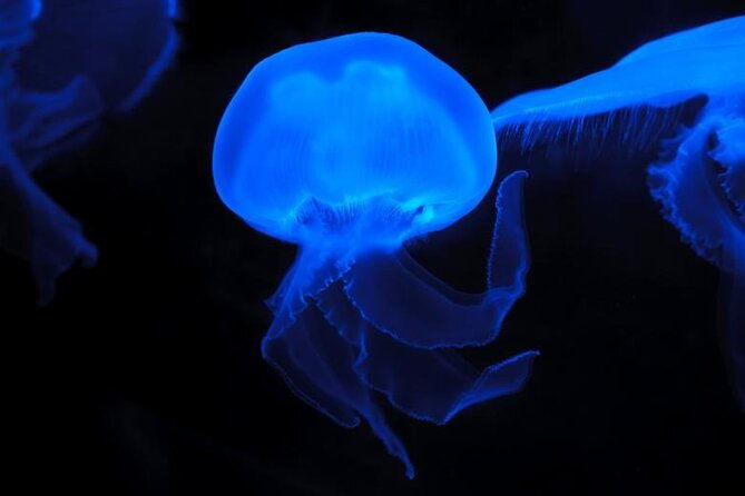 Auckland Bioluminescence Kayak Tour - The Value Proposition: Is It Worth the Price?