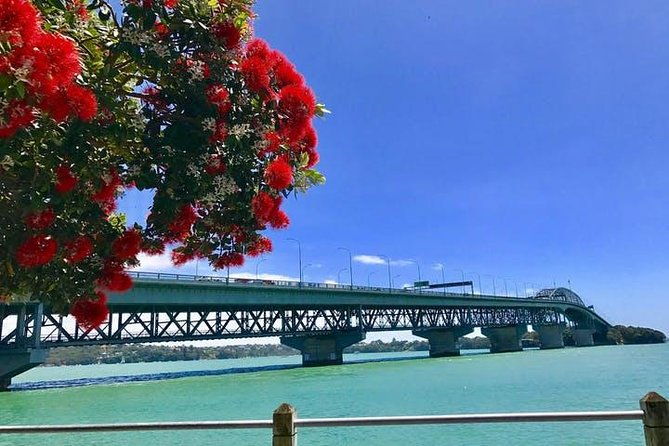 Auckland City Scenic Tour - Authentic Insights from Reviews