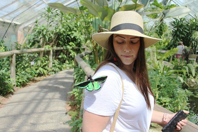 Australian Butterfly Sanctuary - Authentic Experiences from Visitors