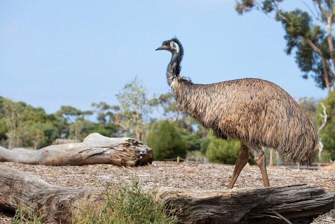 Australian Experience at Werribee Open Range Zoo - excl. entry - Who Should Consider This Tour?