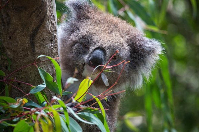 Australian Wildlife Tour at Melbourne Zoo Ticket - excl. entry - Practical Tips for Visitors