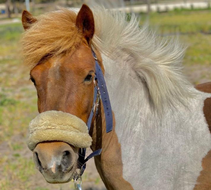 aveiro-horseback-riding-at-a-pedagogical-farm