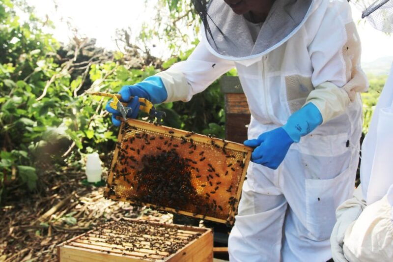 azores-beekeeping-tour-and-honey-taste-2
