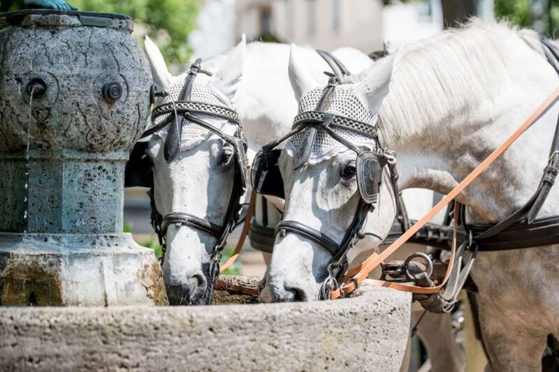 baden-baden-private-walking-tour-with-a-professional-guide