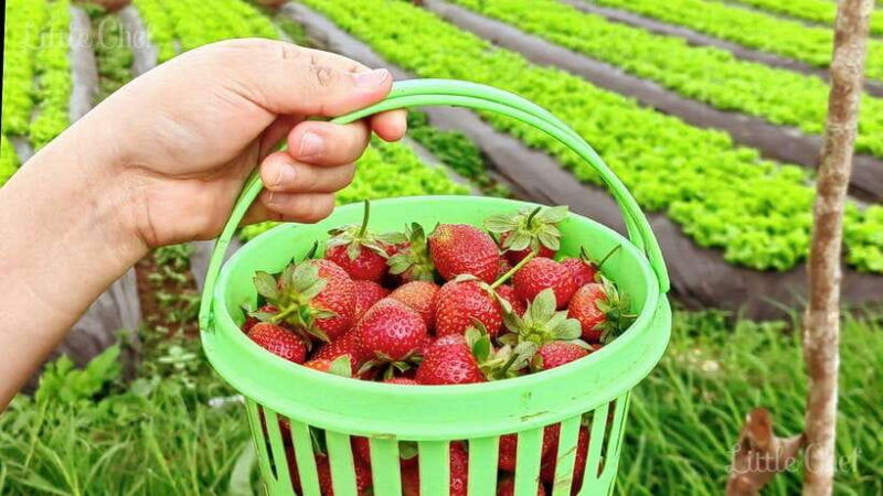 baguio-country-side-tour-private-tour