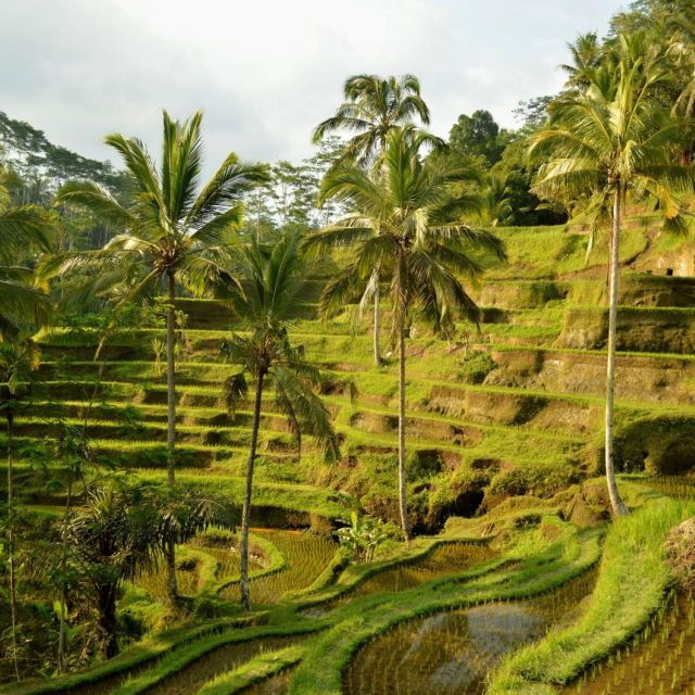 bali-bliss-dolphin-lovina-private-expedition