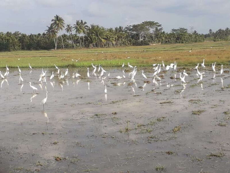 bali-countryside-bird-watching-tour-with-hotel-transfer