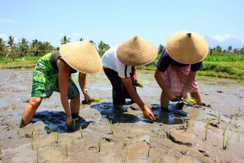 bali-experience-authentic-balinese-life-private-tour