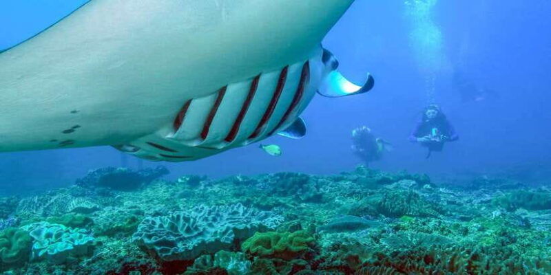 bali-full-day-snorkeling-trip-to-nusa-penida-manta-point