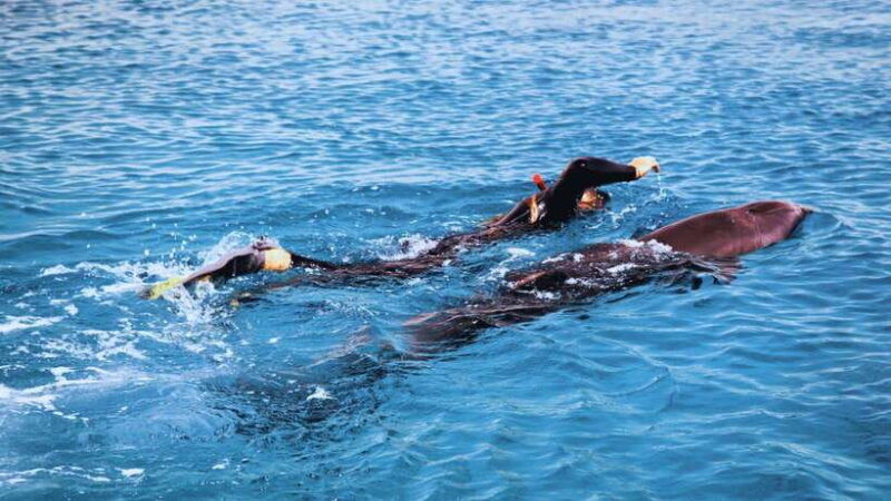 bali-lovina-dolphin-snorkeling-swimming-waterfall-tour