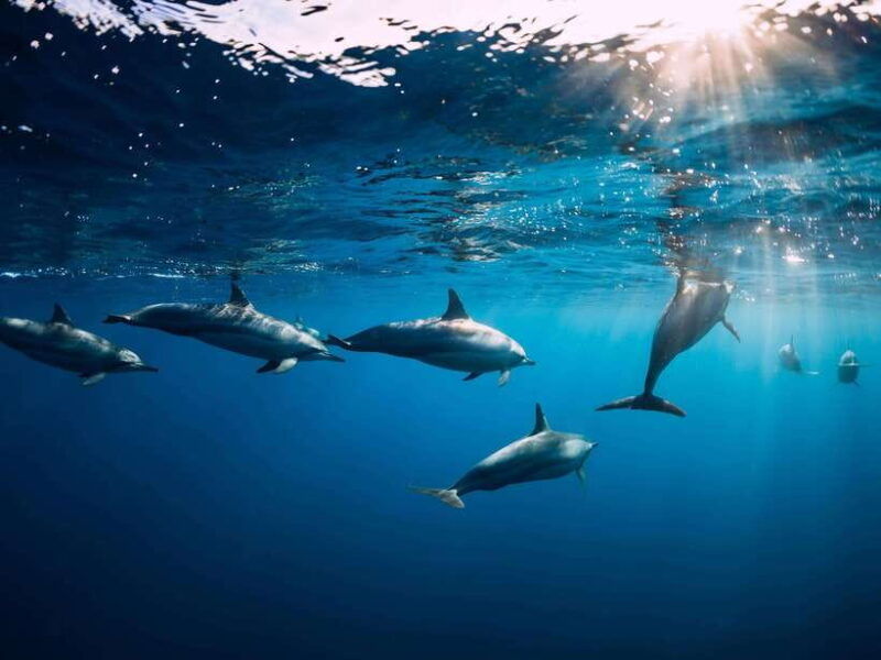 bali-lovina-marine-wonders-dolphin-swim-snorkeling