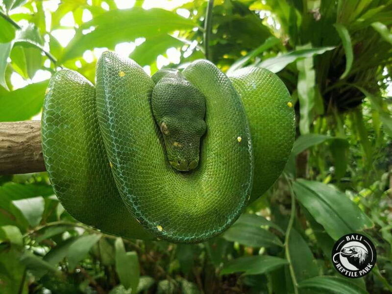 bali-reptile-park-1-day-admission-ticket