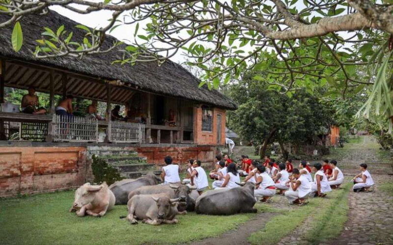 bali-traditional-villages-salt-farm-tirta-gangga-tour